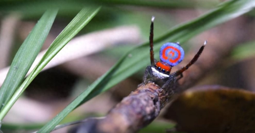 世界上最美丽的蜘蛛，孔雀蜘蛛，求偶会开屏，不适合饲养更因体型