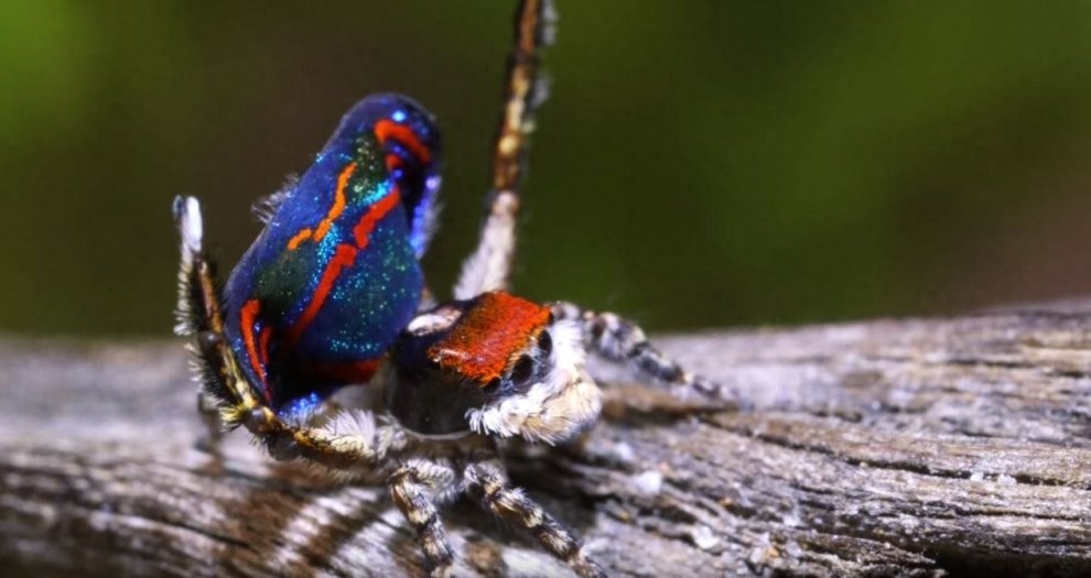 世界上最美丽的蜘蛛，孔雀蜘蛛，求偶会开屏，不适合饲养更因体型