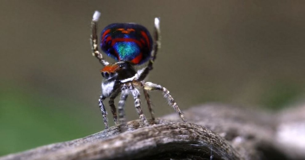 世界上最美丽的蜘蛛，孔雀蜘蛛，求偶会开屏，不适合饲养更因体型
