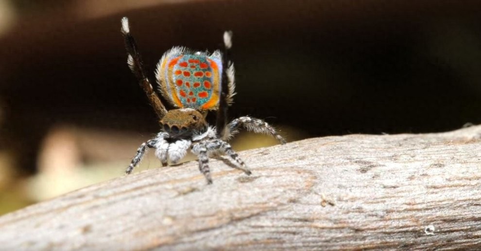 世界上最美丽的蜘蛛，孔雀蜘蛛，求偶会开屏，不适合饲养更因体型