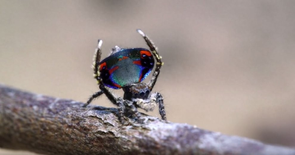 世界上最美丽的蜘蛛，孔雀蜘蛛，求偶会开屏，不适合饲养更因体型