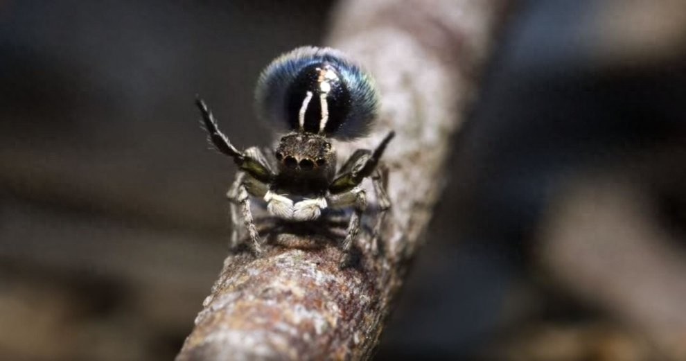 世界上最美丽的蜘蛛，孔雀蜘蛛，求偶会开屏，不适合饲养更因体型