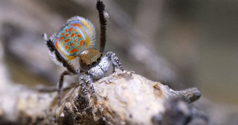 世界上最美丽的蜘蛛，孔雀蜘蛛，求偶会开屏，不适合饲养更因体型
