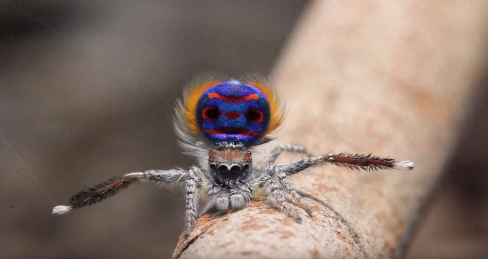 世界上最美丽的蜘蛛，孔雀蜘蛛，求偶会开屏，不适合饲养更因体型