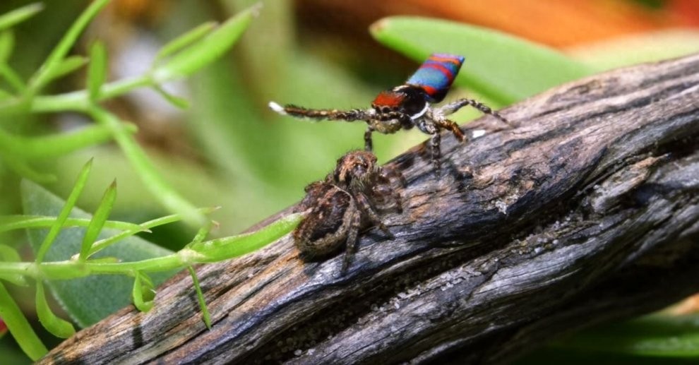 世界上最美丽的蜘蛛，孔雀蜘蛛，求偶会开屏，不适合饲养更因体型