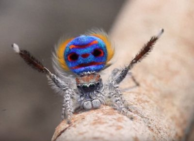 ​世界上最美丽的蜘蛛，孔雀蜘蛛，求偶会开屏，不适合饲养更因体型