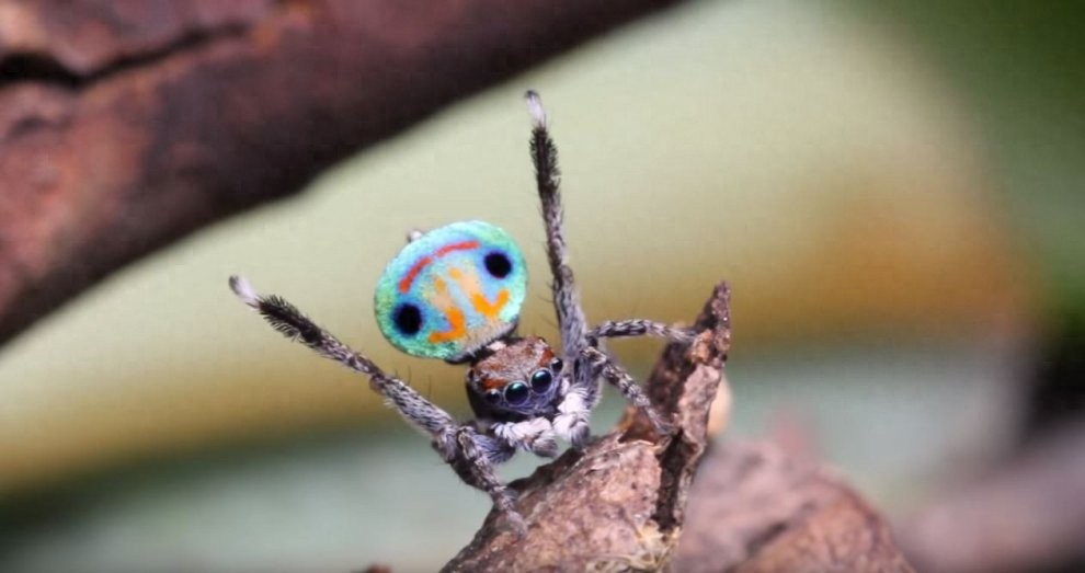 世界上最美丽的蜘蛛，孔雀蜘蛛，求偶会开屏，不适合饲养更因体型