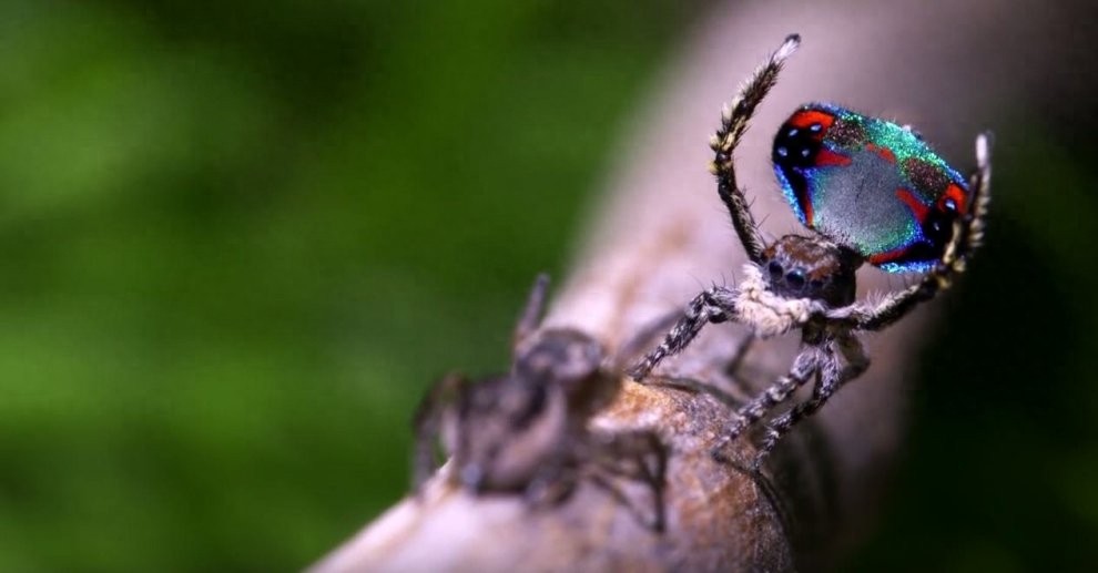 世界上最美丽的蜘蛛，孔雀蜘蛛，求偶会开屏，不适合饲养更因体型