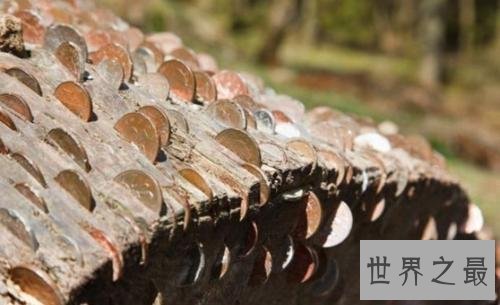 世界上最大的摇钱树，有密集恐惧症的人别看！