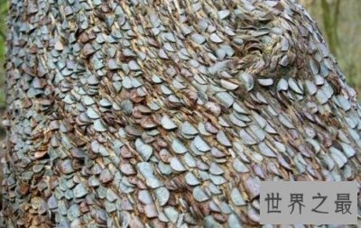 ​世界上最大的摇钱树，有密集恐惧症的人别看！