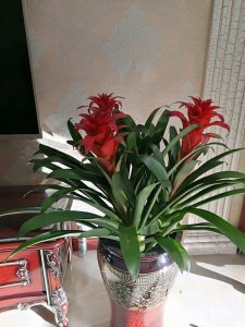 ​凤梨花图片养殖方法（谁说凤梨花难养？4步2法，让你的凤梨花被朋友圈羡慕！）