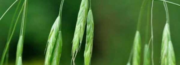 乌麦是什么,荞麦营养丰富市场销量大的原因图5