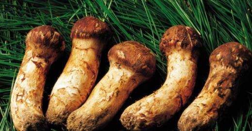 松茸怎么样是坏了,松茸怎么样才算坏了图4