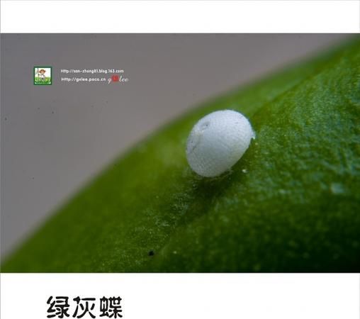 蝴蝶卵到幼虫的过程