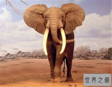 ​世界上睡眠最少的动物，平均起来它们每天睡眠时间为2小时