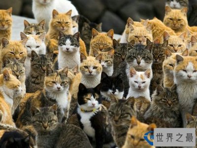 ​世界十大被动物统治的地方排行榜