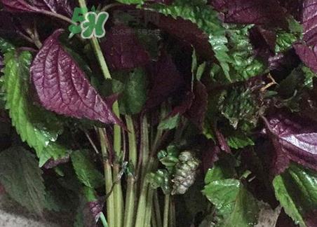 紫苏叶泡脚有什么功效_紫苏叶怎么泡脚最有效