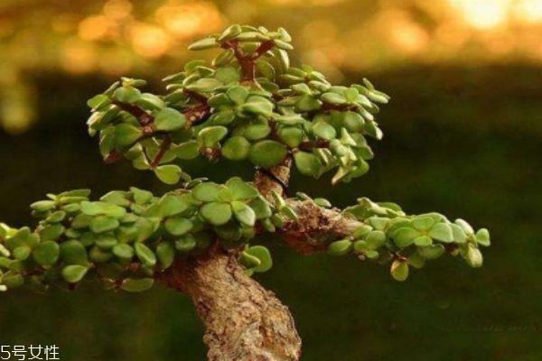 马齿笕有什么食用注意呢 马齿笕应该怎么使用呢 马齿笕有什么食用注意呢 马齿笕应该怎么使用呢