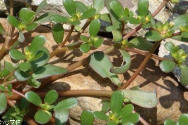 马齿笕有什么食用注意呢 马齿笕应该怎么使用呢 马齿笕有什么食用注意呢 马齿笕应该怎么使用呢