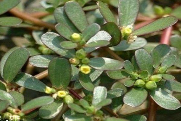 马齿笕有什么食用注意呢 马齿笕应该怎么使用呢 马齿笕有什么食用注意呢 马齿笕应该怎么使用呢