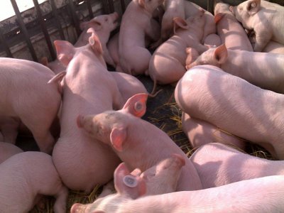 ​新手养猪需要注意什么？新手养猪基础知识，这些要知道