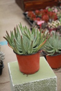 ​怎么养仙女杯