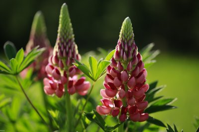 ​鲁冰花是什么花？鲁冰花是什么意思