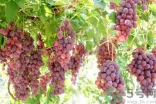 葡萄种植的基本流程？葡萄种植的方法？