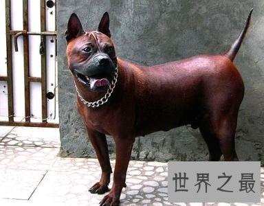 中国八大猎狗品种 最后一种大家没听说过