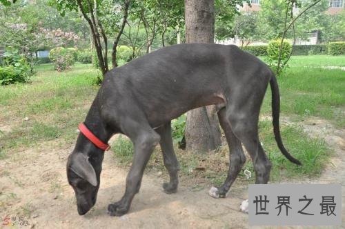 中国八大猎狗品种 最后一种大家没听说过