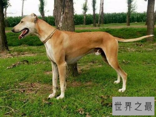 中国八大猎狗品种 最后一种大家没听说过