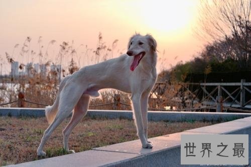 中国八大猎狗品种 最后一种大家没听说过