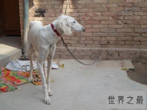 中国八大猎狗品种 最后一种大家没听说过