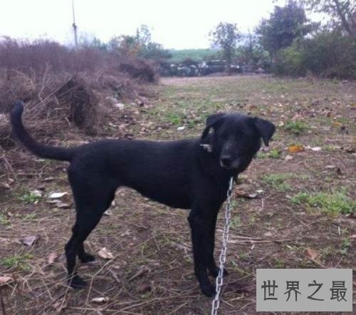中国八大猎狗品种 最后一种大家没听说过