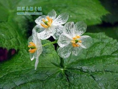 山荷叶是什么 变透明的原因是什么