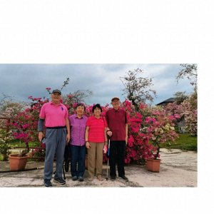 ​“妙也精湛奇石，托起玉树连营”这是夏教授描写海南三角梅的金句