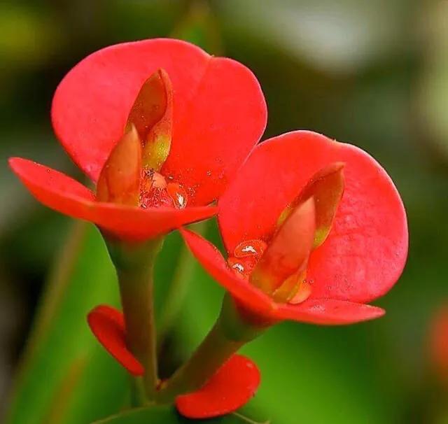 铁海棠的寓意和象征(铁海棠的养殖方法和注意事项)