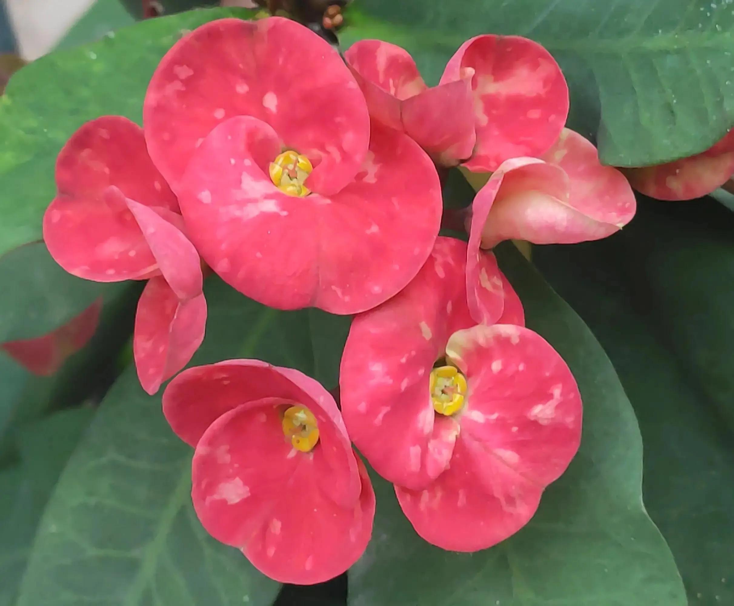 铁海棠的寓意和象征(铁海棠的养殖方法和注意事项)