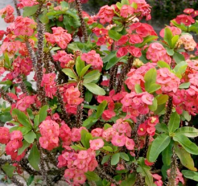 铁海棠的寓意和象征(铁海棠的养殖方法和注意事项)