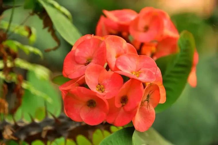 铁海棠的寓意和象征(铁海棠的养殖方法和注意事项)