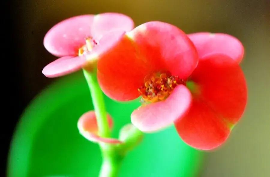 铁海棠的寓意和象征(铁海棠的养殖方法和注意事项)