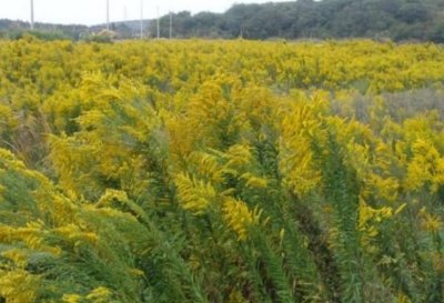​国内外来入侵植物十大排名 大薸榜上有名 加拿大一枝黄花荣登榜首