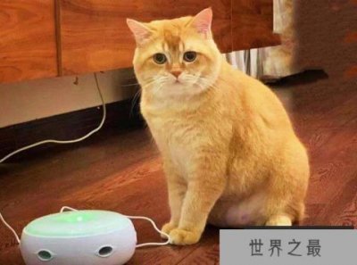 ​十大常见的宠物猫排行榜，波斯猫上榜