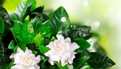 ​华航空难录音灵异事件 华航空难事件真相 听录音