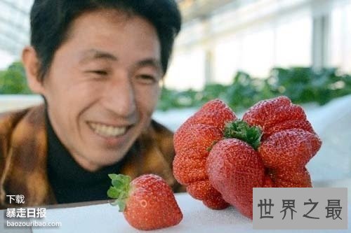 世界上最大的草莓,日本种出重达0.5斤草莓(图)