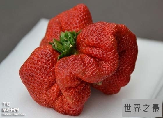 世界上最大的草莓,日本种出重达0.5斤草莓(图)