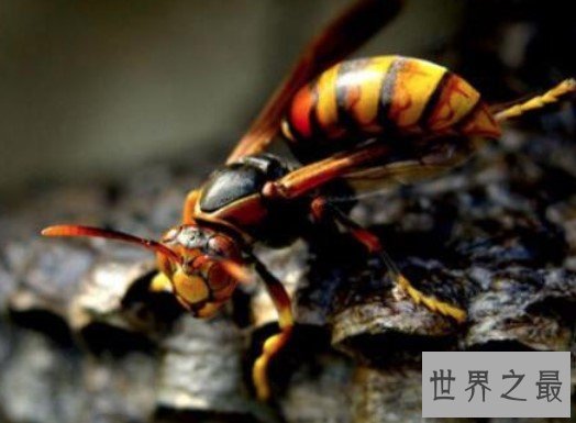 世界上最可怕的毒蜂，10亿只非洲杀人蜂