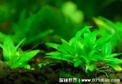 ​世界上最小的树图片，矮树(小于5厘米只有一个手指的长度)