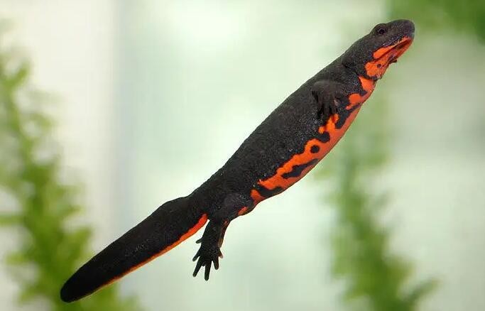 被称为中国火龙的生物（东方蝾螈特征介绍）(2)_