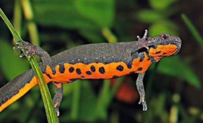 被称为中国火龙的生物（东方蝾螈特征介绍）